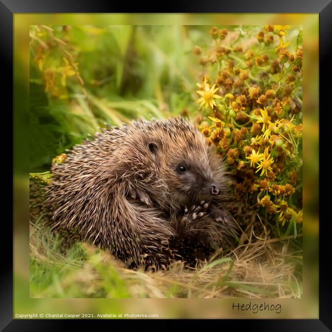 Unfurling Hedgehog Framed Print by Chantal Cooper