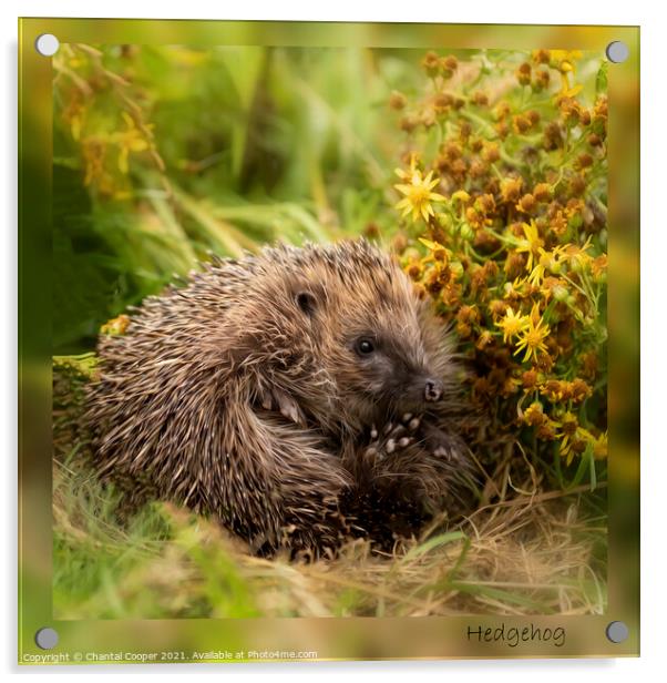 Unfurling Hedgehog Acrylic by Chantal Cooper