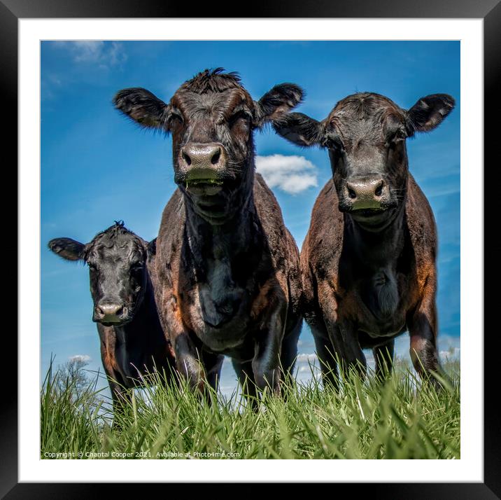 Three Cows Framed Mounted Print by Chantal Cooper