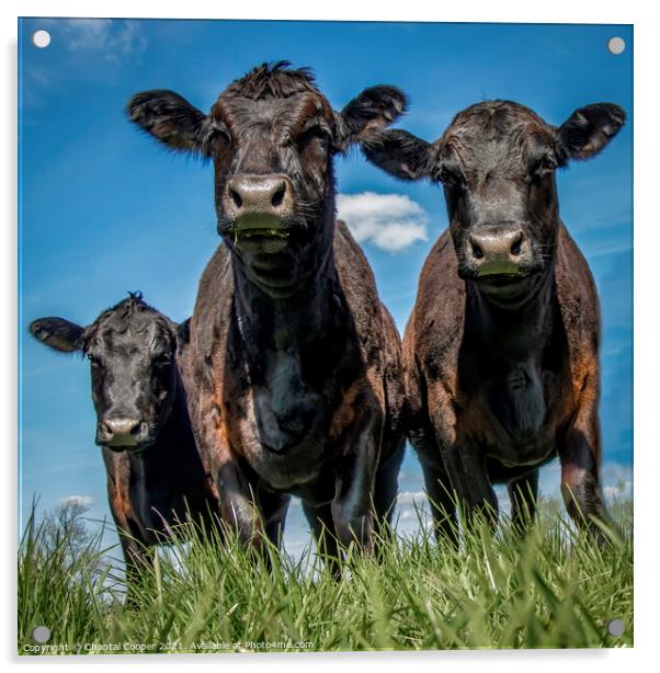 Three Cows Acrylic by Chantal Cooper