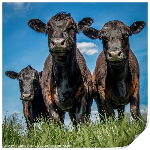 Three Cows Print by Chantal Cooper