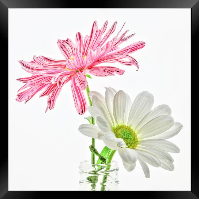 Two high key macro daisies in a vase Framed Print by Chantal Cooper