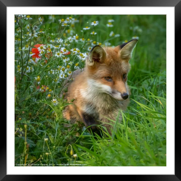 Fox cub sitting in a field of wild flowers Framed Mounted Print by Chantal Cooper