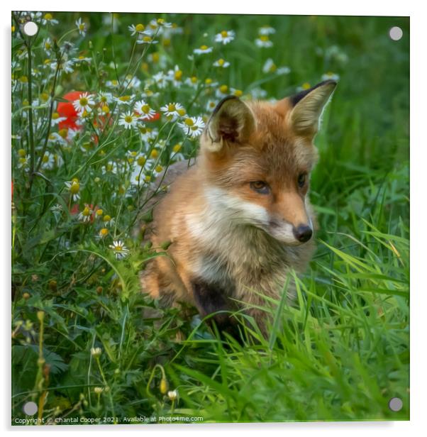 Fox cub sitting in a field of wild flowers Acrylic by Chantal Cooper