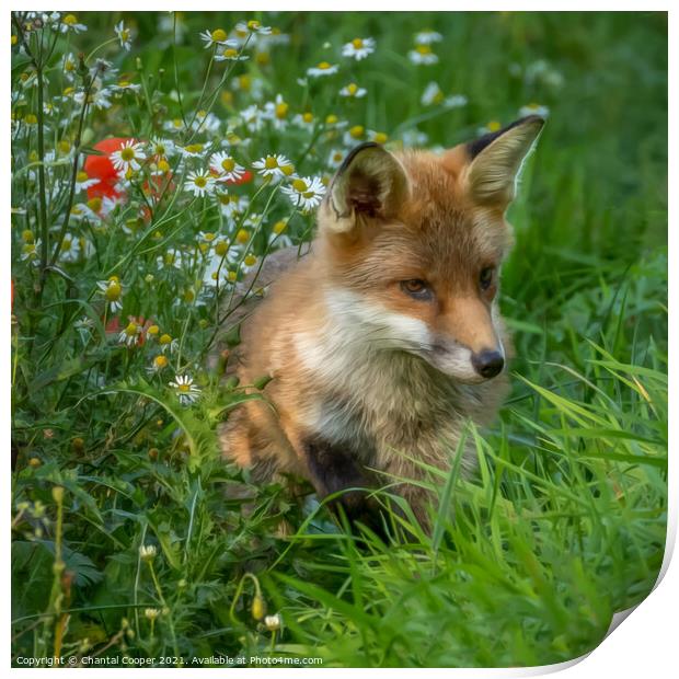 Fox cub sitting in a field of wild flowers Print by Chantal Cooper