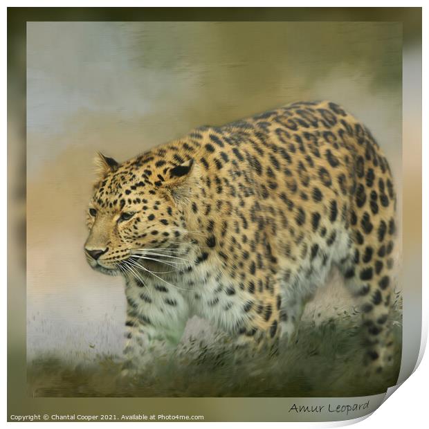 Amur Leopard Print by Chantal Cooper