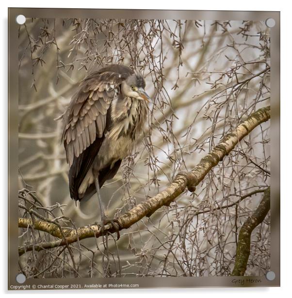 Grey Heron Acrylic by Chantal Cooper