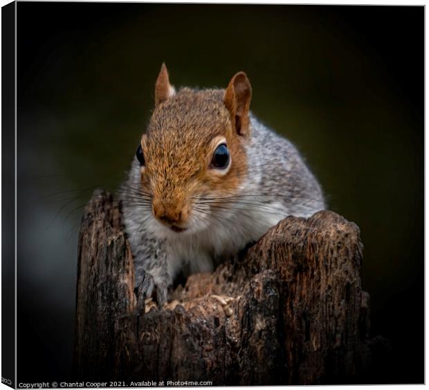 Grey Squirrel close up on rotten log Canvas Print by Chantal Cooper