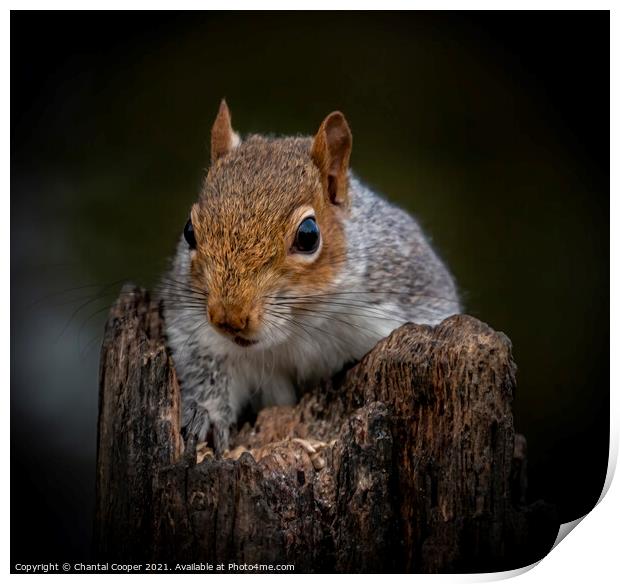 Grey Squirrel close up on rotten log Print by Chantal Cooper