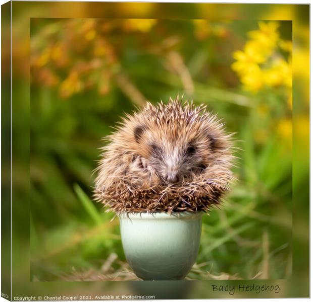 Baby Hedgehog in an Eggcup Canvas Print by Chantal Cooper