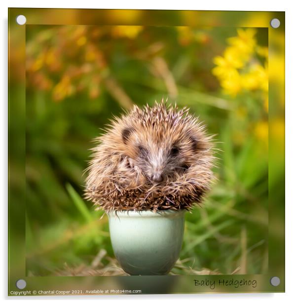 Baby Hedgehog in an Eggcup Acrylic by Chantal Cooper