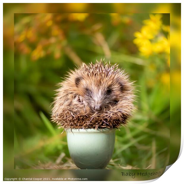Baby Hedgehog in an Eggcup Print by Chantal Cooper