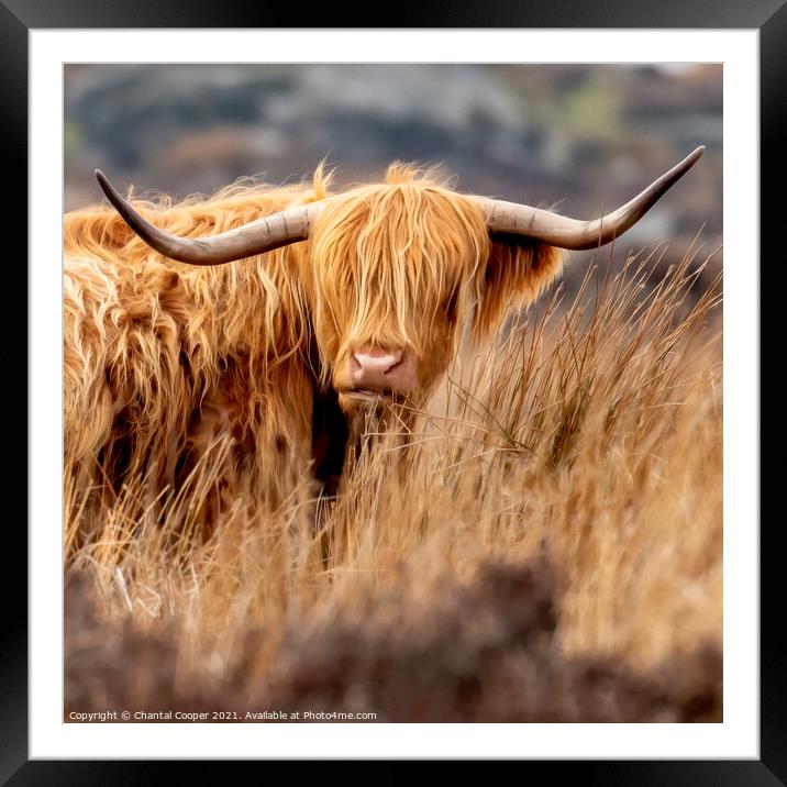 A Highland cow standing in a dry grass field Framed Mounted Print by Chantal Cooper