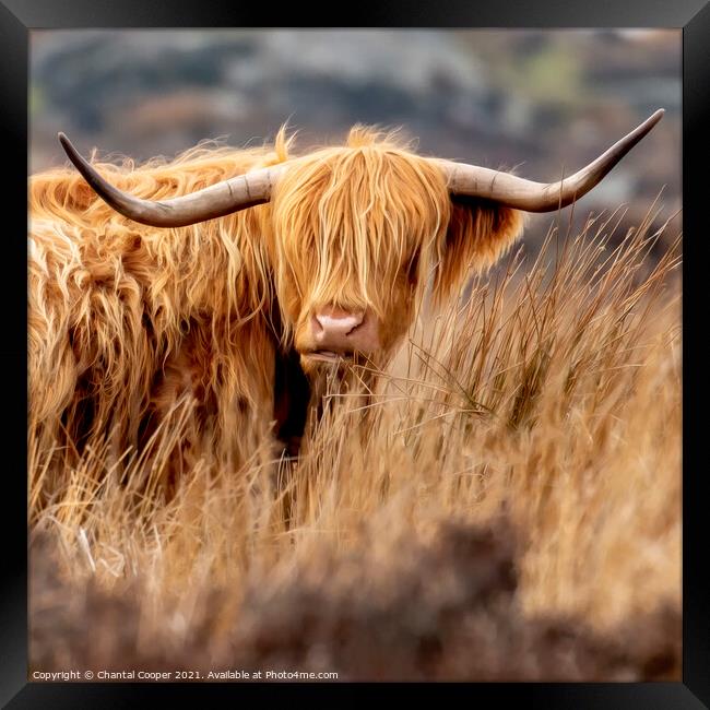 A Highland cow standing in a dry grass field Framed Print by Chantal Cooper