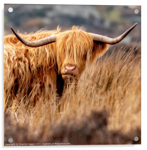 A Highland cow standing in a dry grass field Acrylic by Chantal Cooper