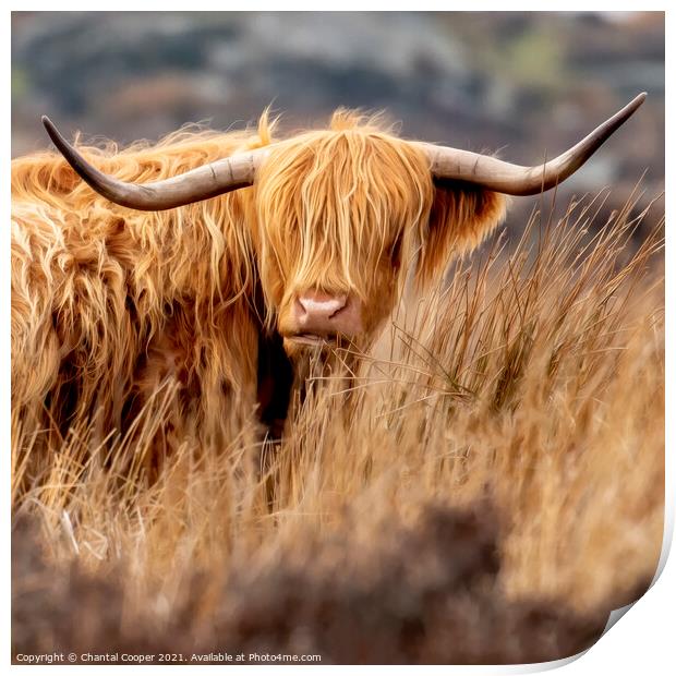 A Highland cow standing in a dry grass field Print by Chantal Cooper