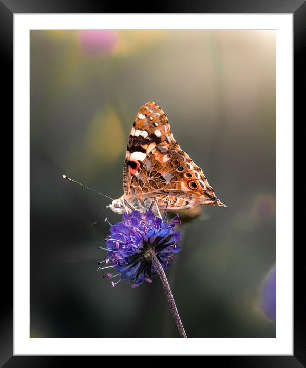 Painted Lady Framed Mounted Print by Mark Jones