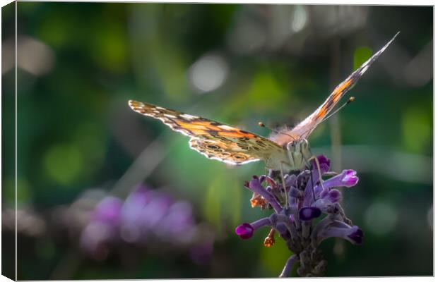 Painted Lady Canvas Print by Mark Jones