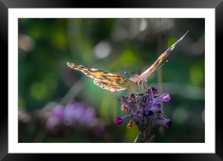 Painted Lady Framed Mounted Print by Mark Jones