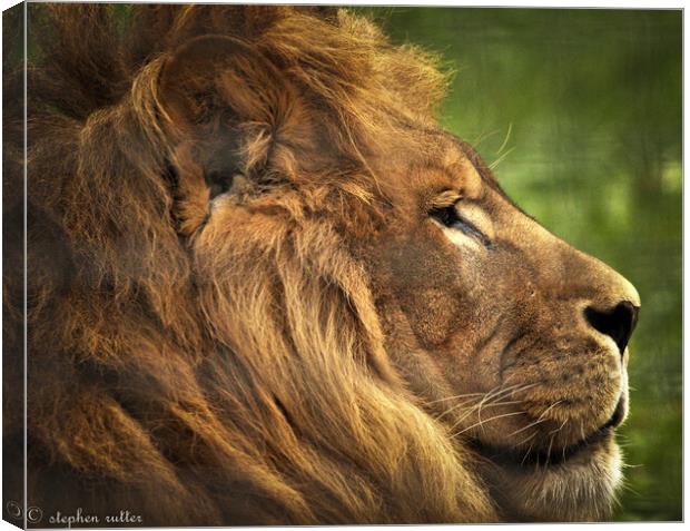 A lion looking at the camera Canvas Print by stephen rutter