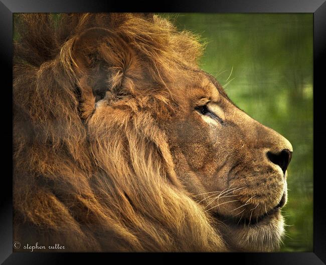 A lion looking at the camera Framed Print by stephen rutter