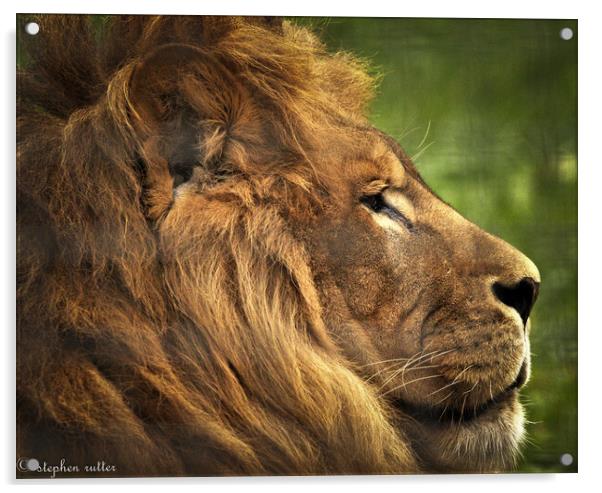 A lion looking at the camera Acrylic by stephen rutter