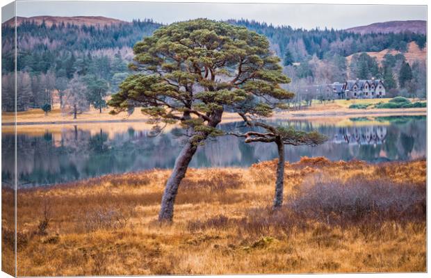 Loch Tulla - Two Trees Canvas Print by John Frid