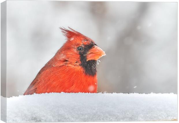 Male  Cardinal in a January snow storm Canvas Print by Jim Hughes