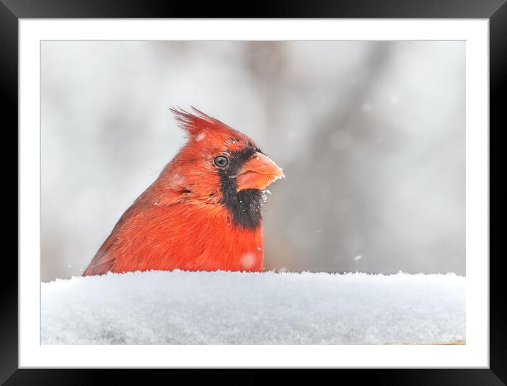 Male  Cardinal in a January snow storm Framed Mounted Print by Jim Hughes