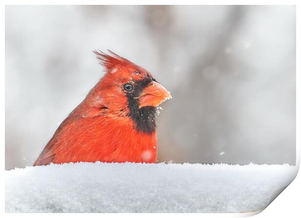 Male  Cardinal in a January snow storm Print by Jim Hughes