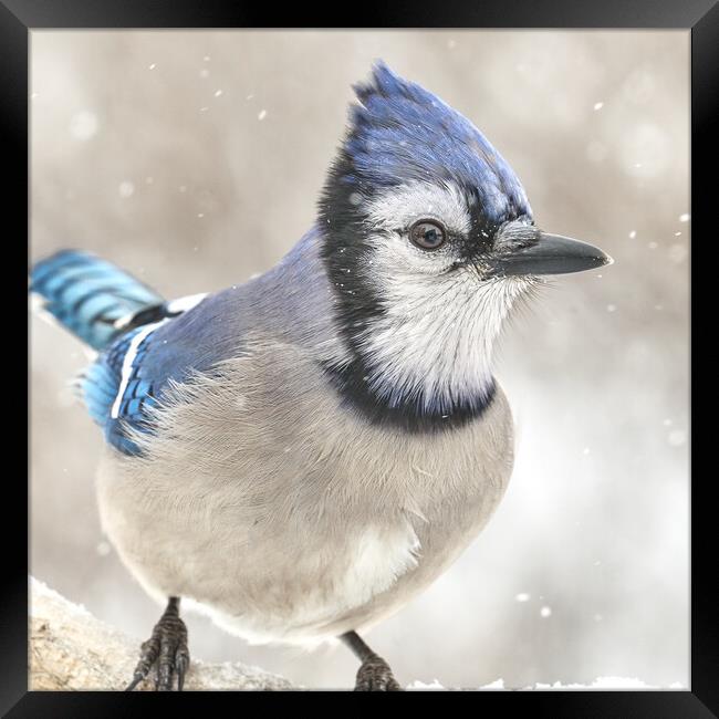 Blue Jay In A Snow Storm Framed Print by Jim Hughes