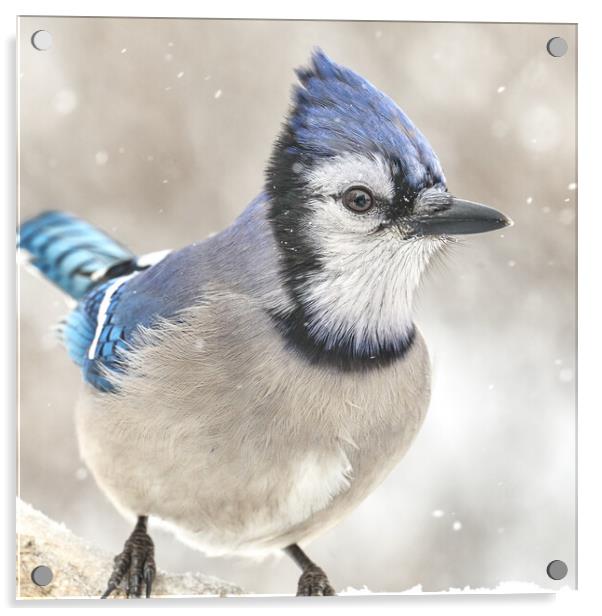 Blue Jay In A Snow Storm Acrylic by Jim Hughes