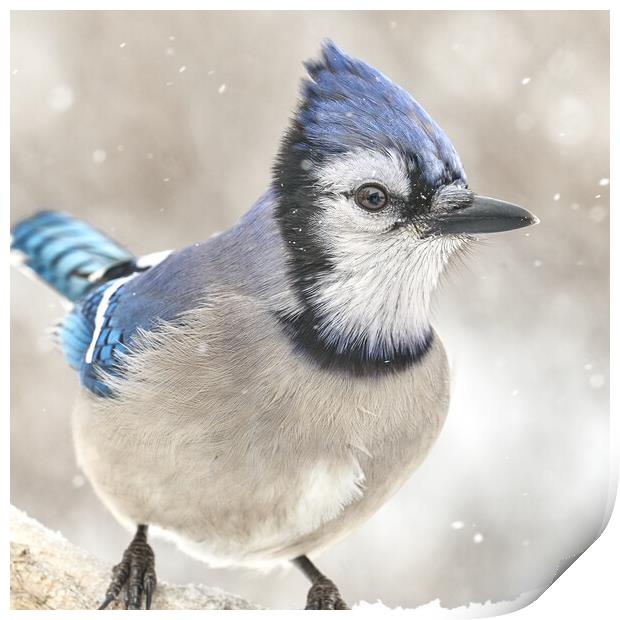 Blue Jay In A Snow Storm Print by Jim Hughes