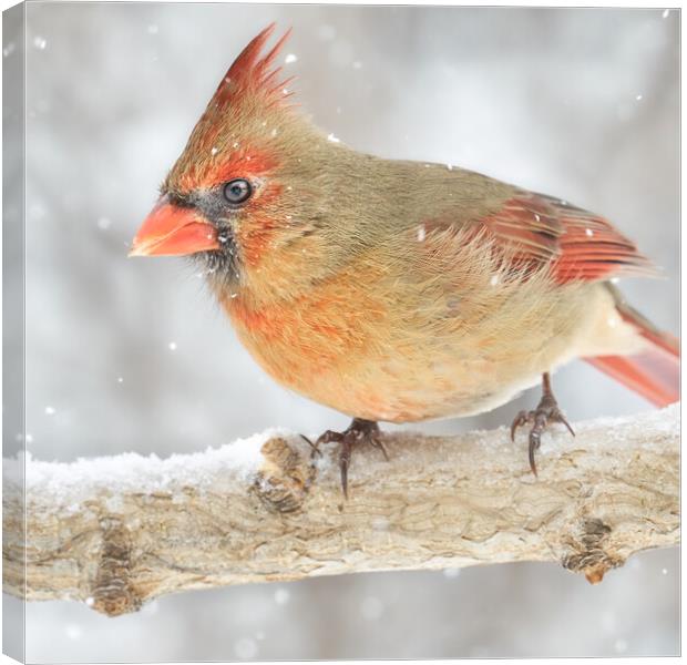 Female Cardinal in a snowstorm Canvas Print by Jim Hughes