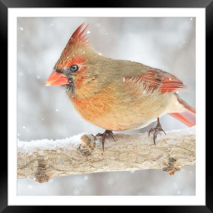 Female Cardinal in a snowstorm Framed Mounted Print by Jim Hughes
