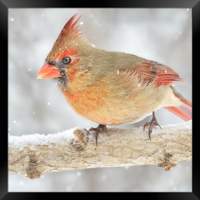 Female Cardinal in a snowstorm Framed Print by Jim Hughes