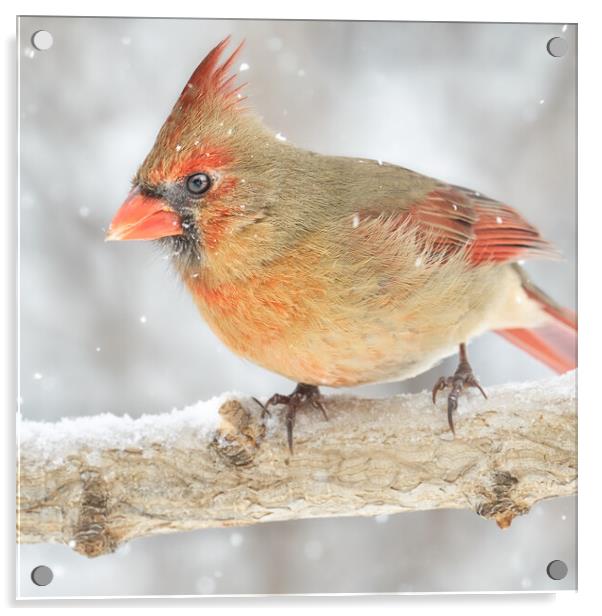 Female Cardinal in a snowstorm Acrylic by Jim Hughes