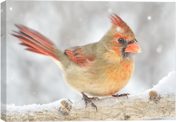 Female Cardinal rides out a snowstorm Canvas Print by Jim Hughes