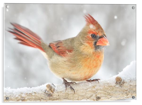 Female Cardinal rides out a snowstorm Acrylic by Jim Hughes