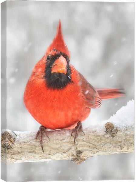 Cardinal in the snow Canvas Print by Jim Hughes