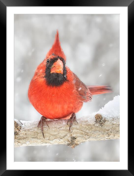Cardinal in the snow Framed Mounted Print by Jim Hughes