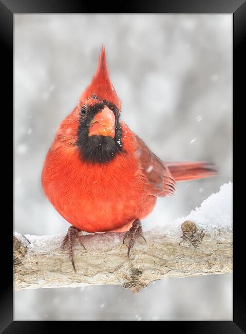Cardinal in the snow Framed Print by Jim Hughes