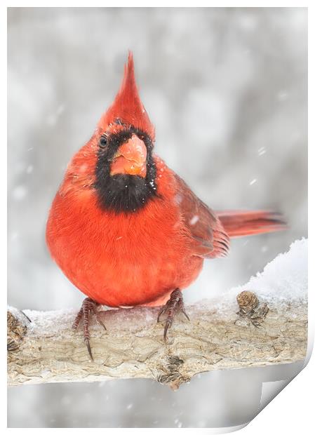 Cardinal in the snow Print by Jim Hughes