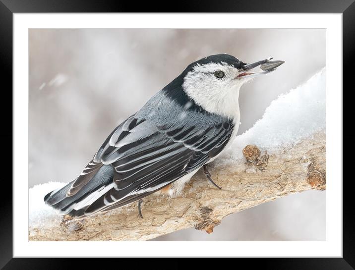 Nuthatch With Sunflower Seed Framed Mounted Print by Jim Hughes