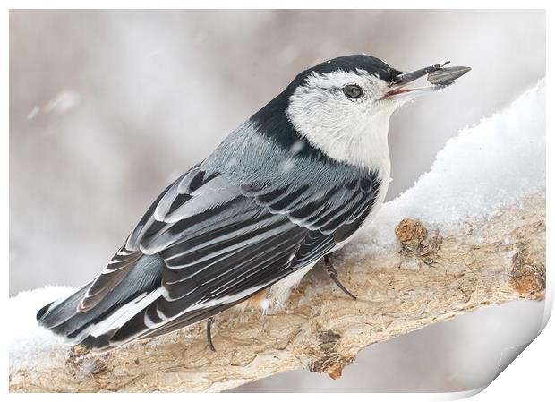 Nuthatch With Sunflower Seed Print by Jim Hughes
