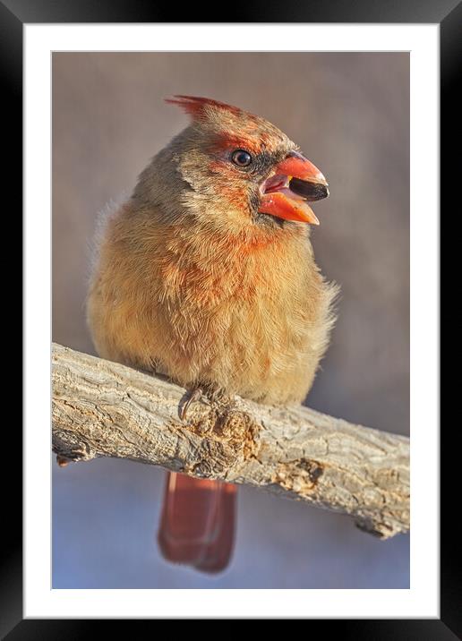 Female Cardinal with sunflower seed Framed Mounted Print by Jim Hughes