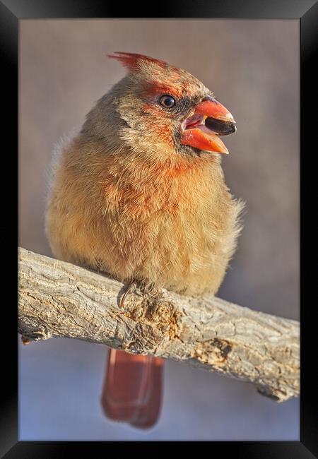 Female Cardinal with sunflower seed Framed Print by Jim Hughes