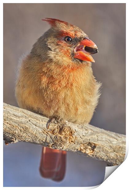 Female Cardinal with sunflower seed Print by Jim Hughes