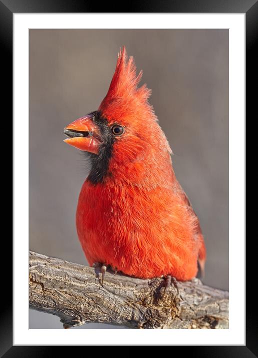 Male Cardinal with sunflower seed Framed Mounted Print by Jim Hughes