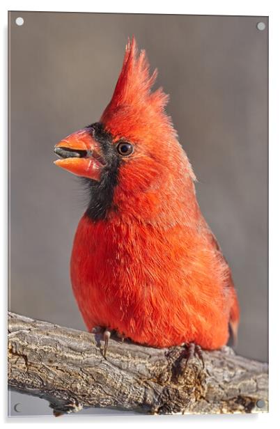 Male Cardinal with sunflower seed Acrylic by Jim Hughes